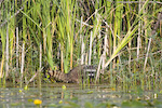 Racoon In Reeds